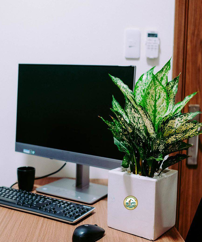 Cây ngọc ngân phong thuỷ