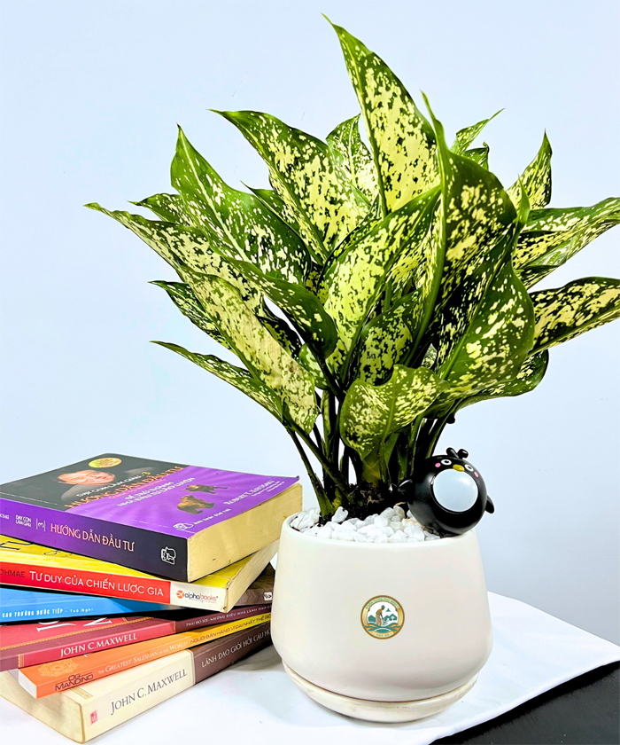 Cây ngọc ngân tình yêu