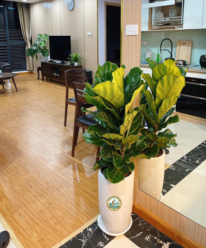 cây phong thuỷ bàng singapore