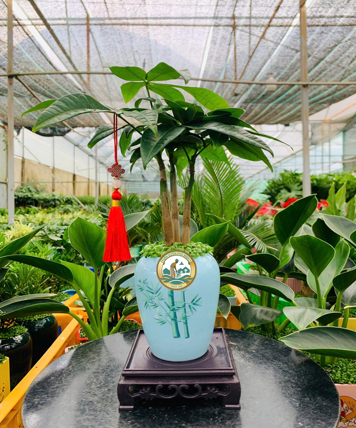 Cây Phong thuỷ Kim Ngân