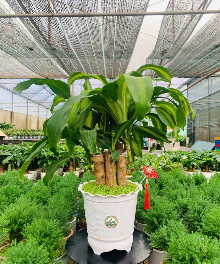 Cây Phong thuỷ thiết mộc lan