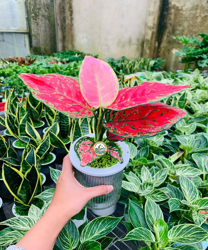 Cây phong thuỷ vạn lộc