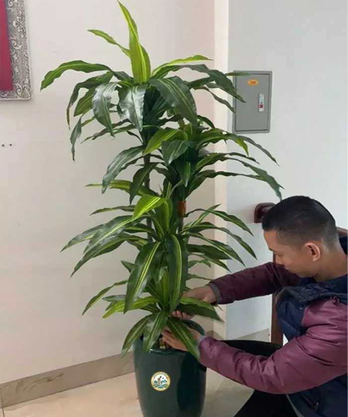 cây thiết mộc lan đẹp