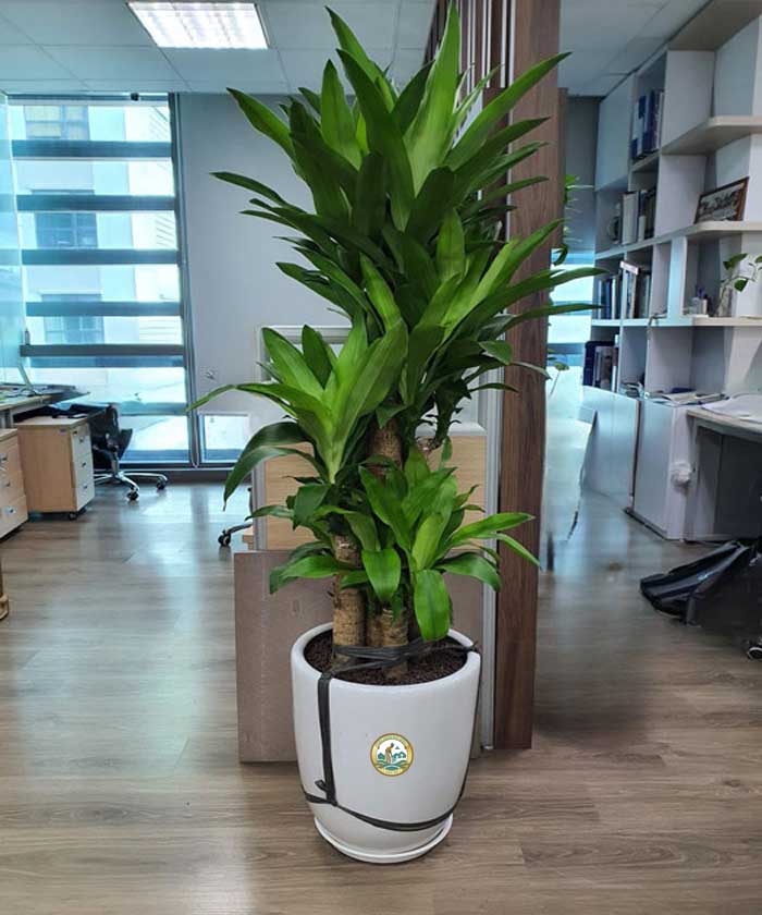 cây thiết mộc lan Hà Nội