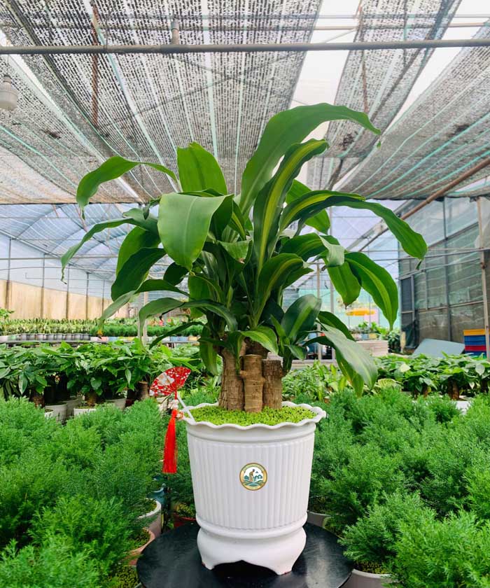 Cây thiết mộc lan