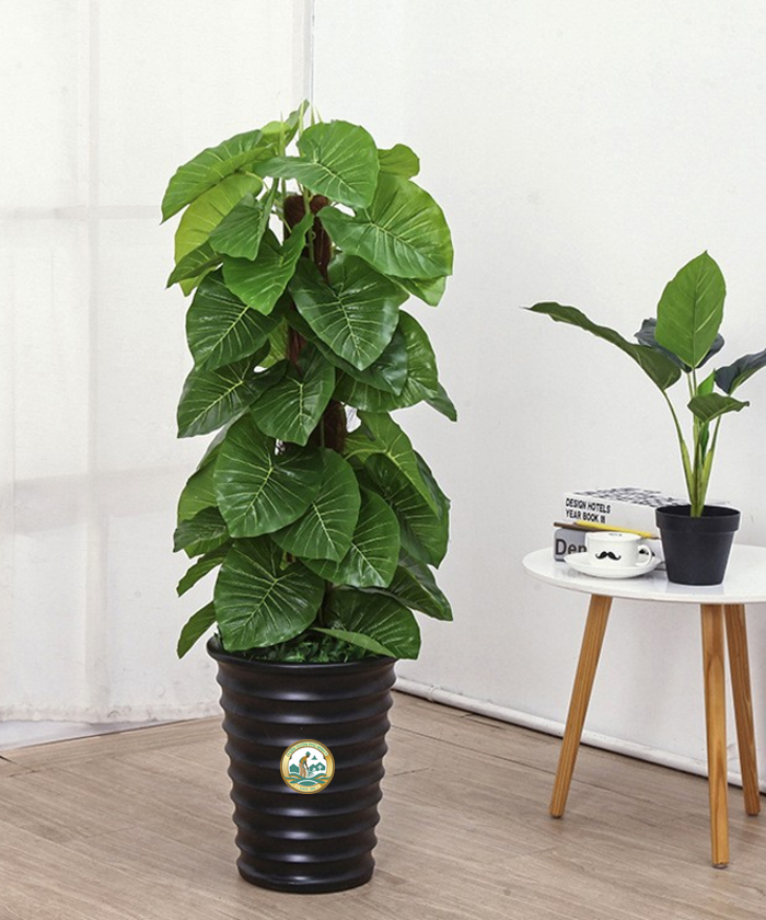 Cây trầu bà leo cột