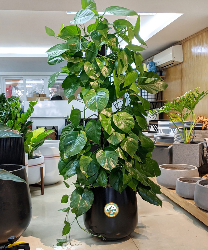 Cây trầu bà sân vườn phú Minh