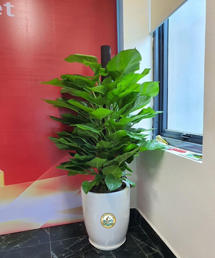 Cây trầu bà văn phòng