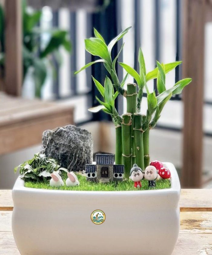 cây trúc phát tài giá rẻ ở Hà Nội