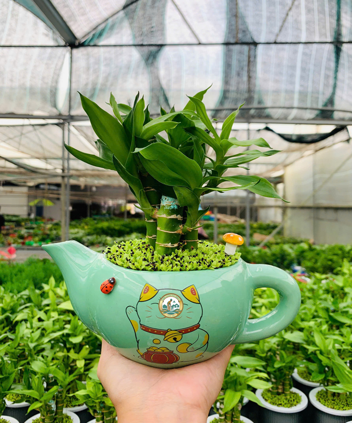 cây trúc phát tài