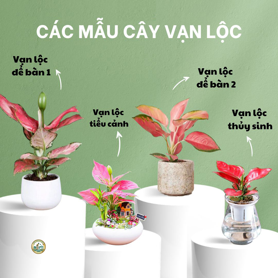 các loại cây vạn lộc để bàn