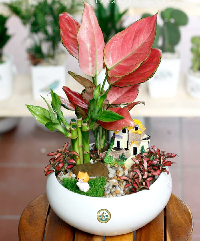 Cây vạn lộc thái