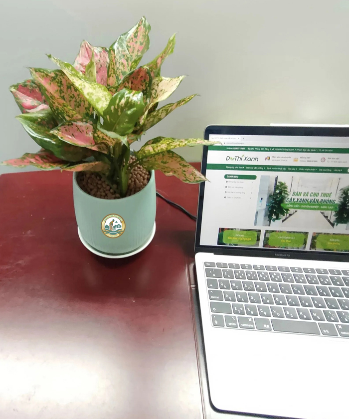 Cây vạn lộc văn phòng