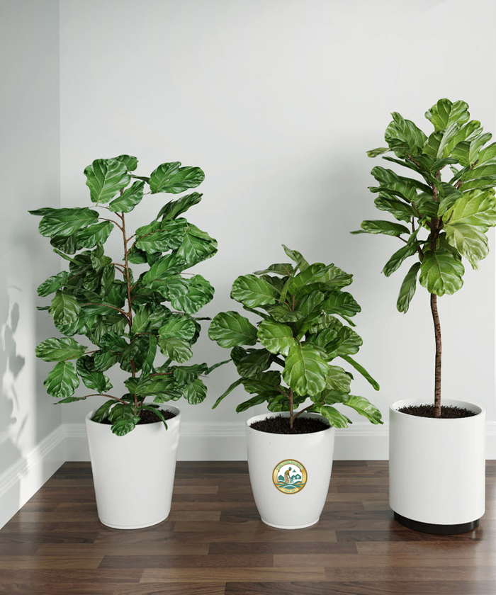 cho thuê cây bàng singapore