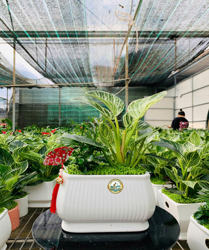 cho thuê cây đế vương kim cương