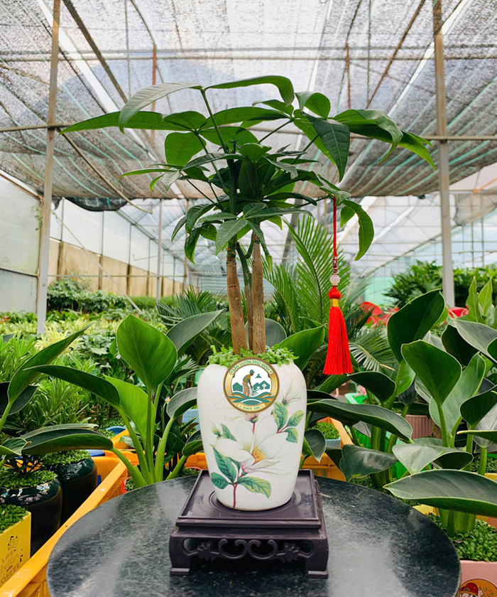 Cho Thuê Cây Kim Ngân tại Hà Nội