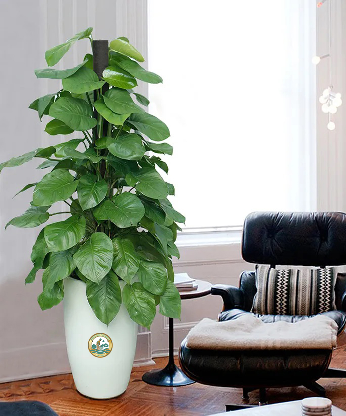 Cho thuê Cây trầu bà