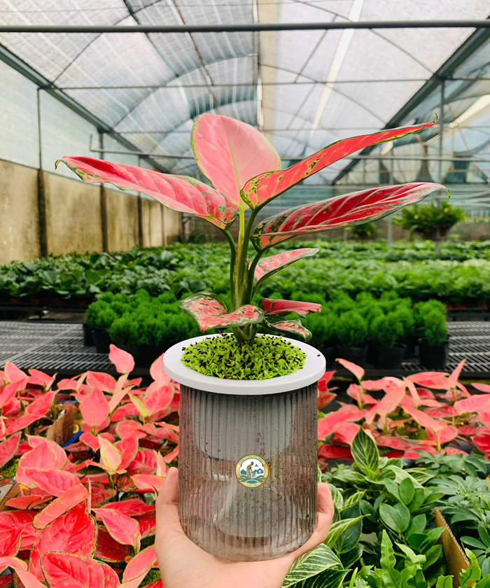 Cho thuê Cây vạn lộc