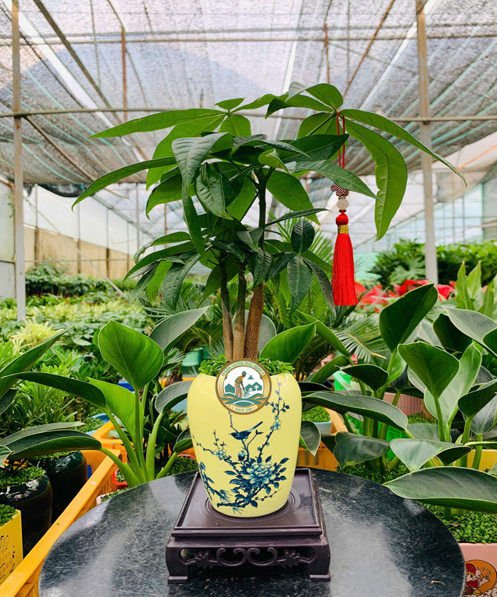 Cho Thuê Cây Phong thuỷ Kim Ngân tại Hà Nội