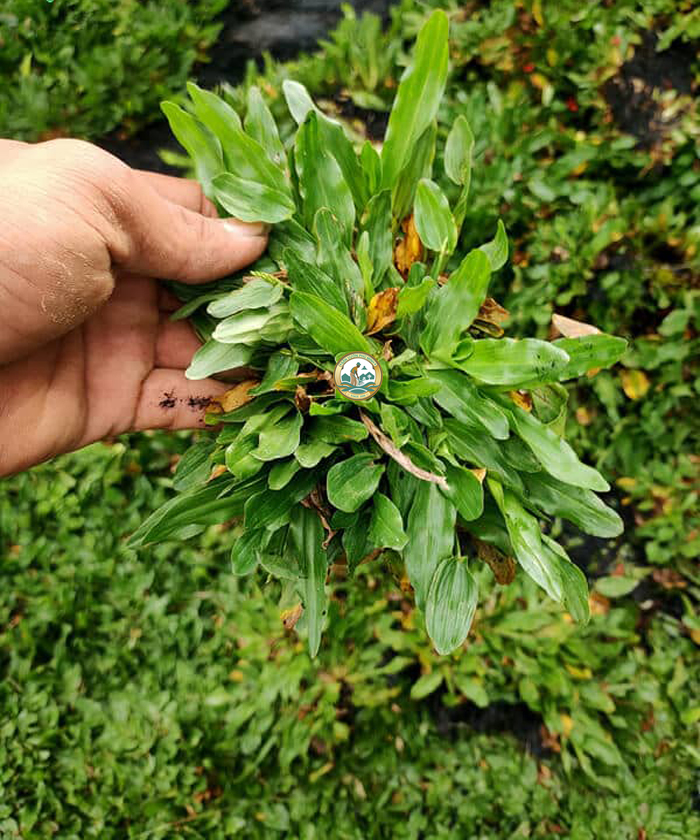 cỏ lá gừng thái lan