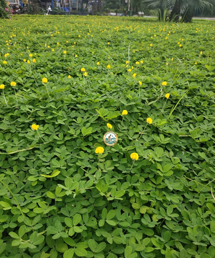 Cỏ lạc đậu phộng