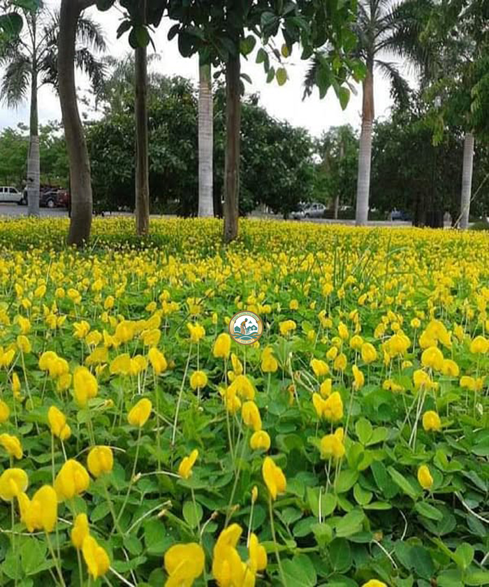 Cỏ lạc tại hà nội