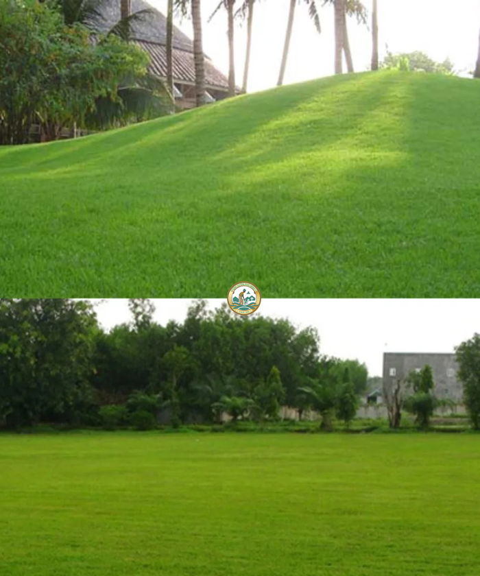 cỏ lông heo sân vườn phú minh