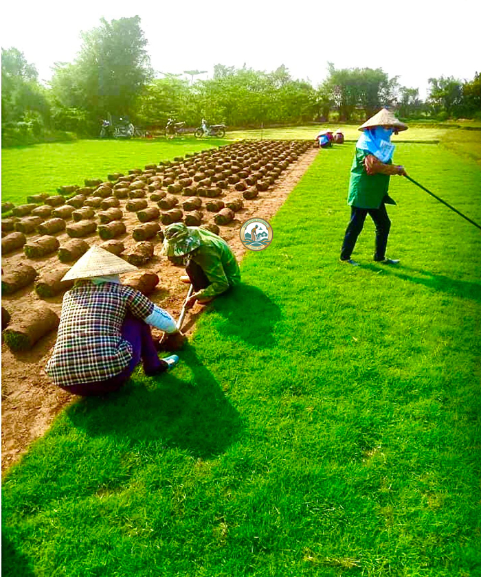 cỏ lông heo sân vườn