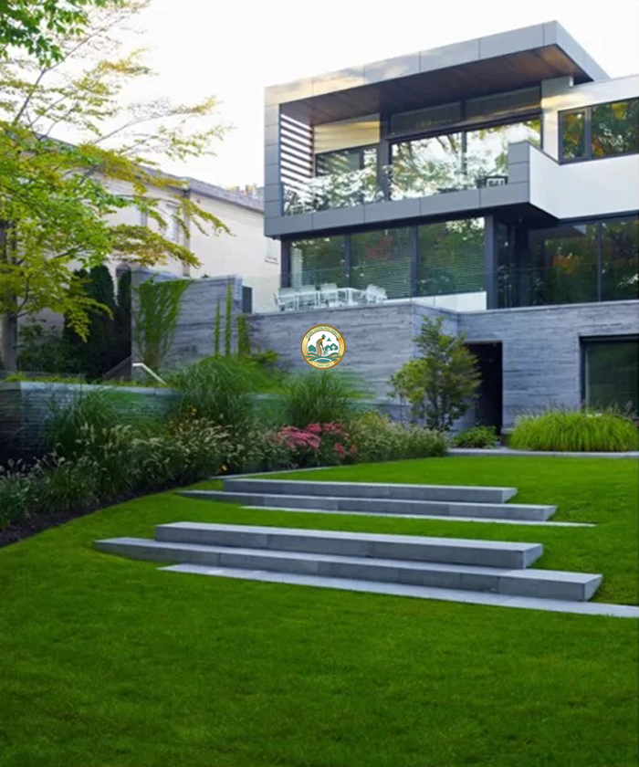 cỏ lông heo trồng sân vườn