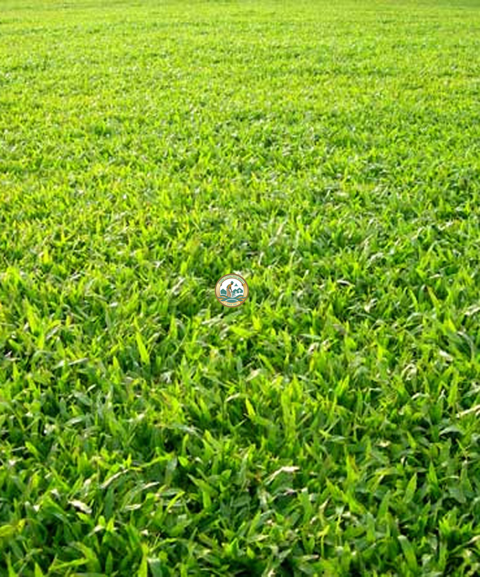 cỏ thảm lá gừng thái