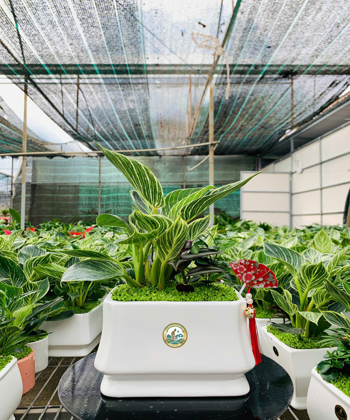 cây đế vương kim cương hà nội