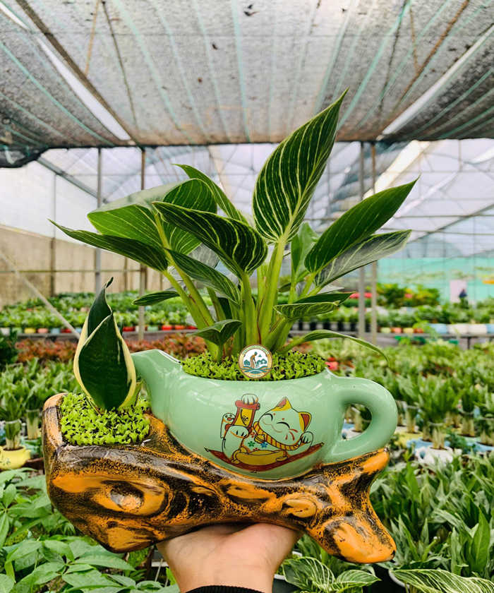 cây đế vương kim cương sân vườn phú minh