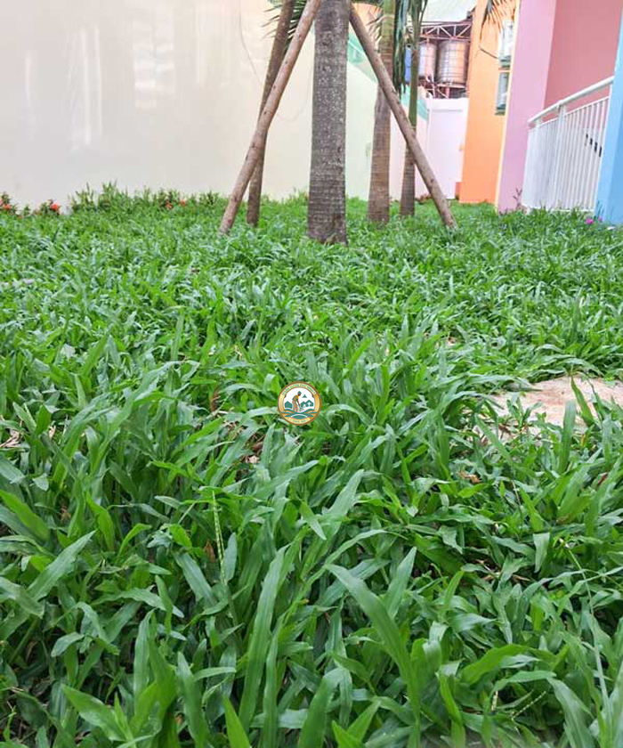 Thảm cỏ sân vườn Phú Minh