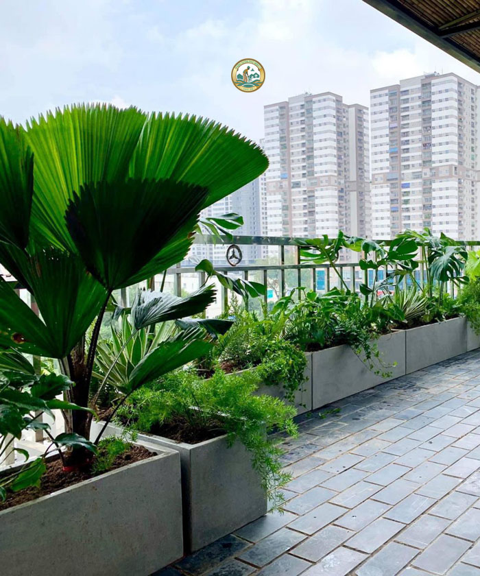 trồng cây cảnh ban công