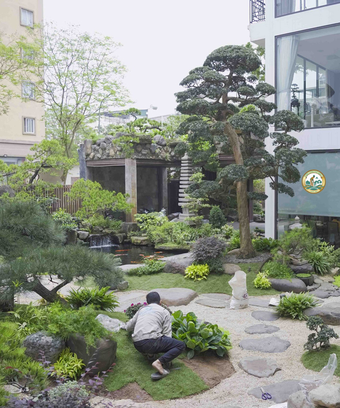 Trồng cây sân vườn biệt thự Hà Nội