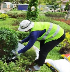 trồng cây sân vườn của sân vườn phú minh