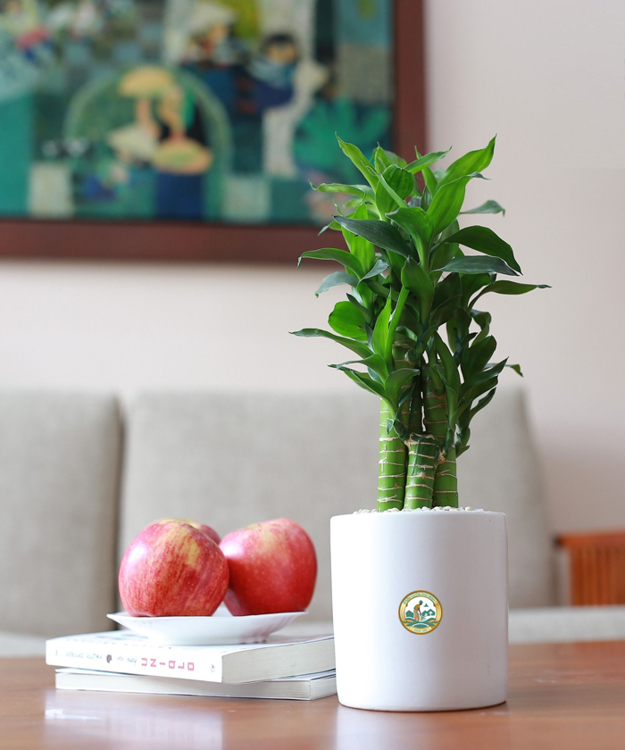 trúc phát tài Hà Nội