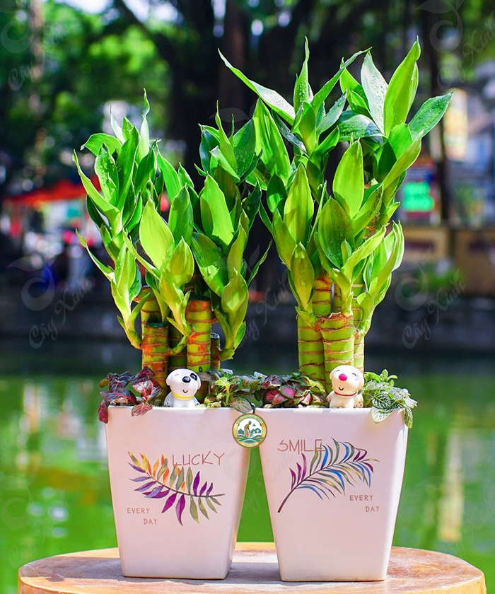 trúc phát tài ở Hà Nội