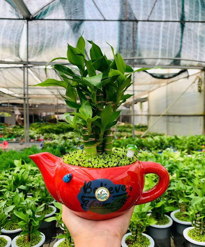 trúc phát tài sân vườn phú minh