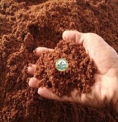 Bán mụn dừa đã qua xử lý tại Hà Nội