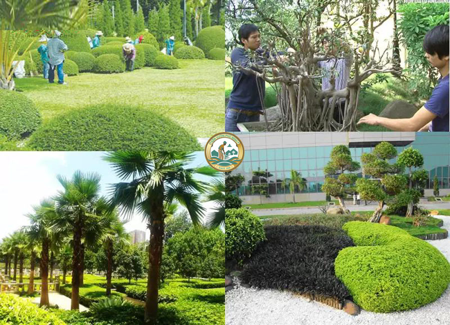 căt tỉa cây cảnh Sân vườn Phú Minh