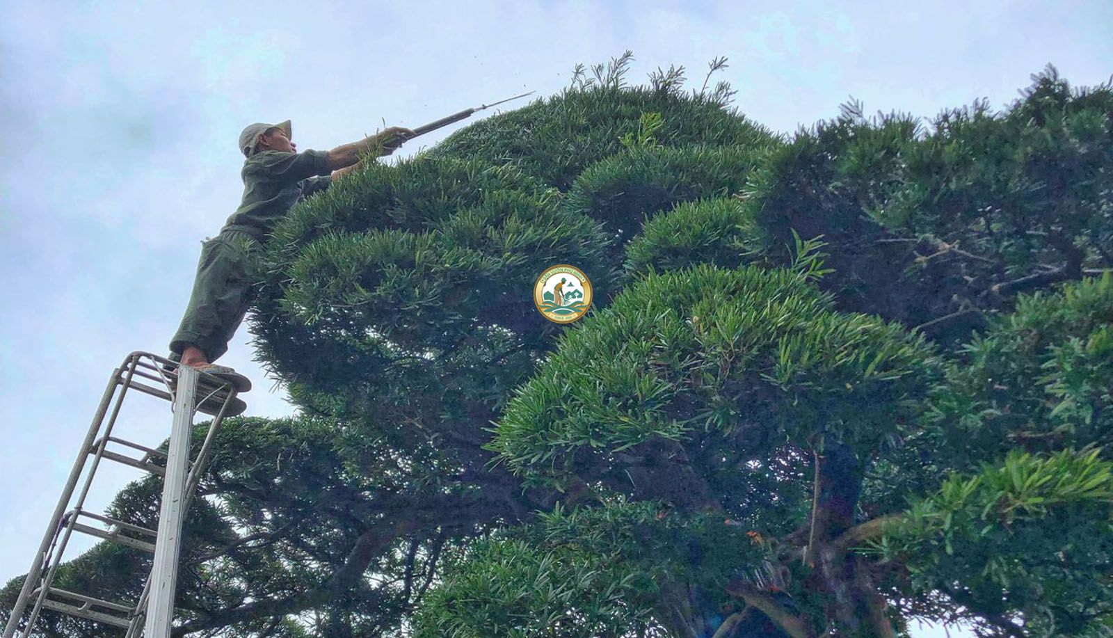 cắt tỉa cây tùng la hàn