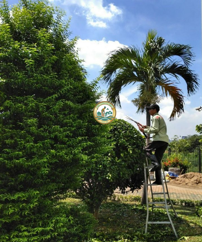 cắt tỉa cây xanh ở Hà Nội