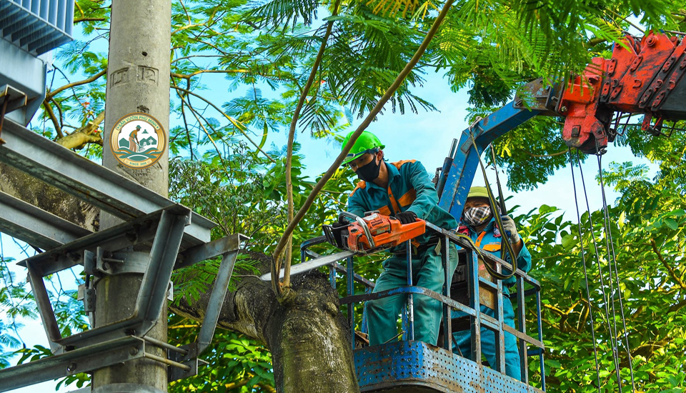 cắt tỉa cây xanh tại cầu giấy