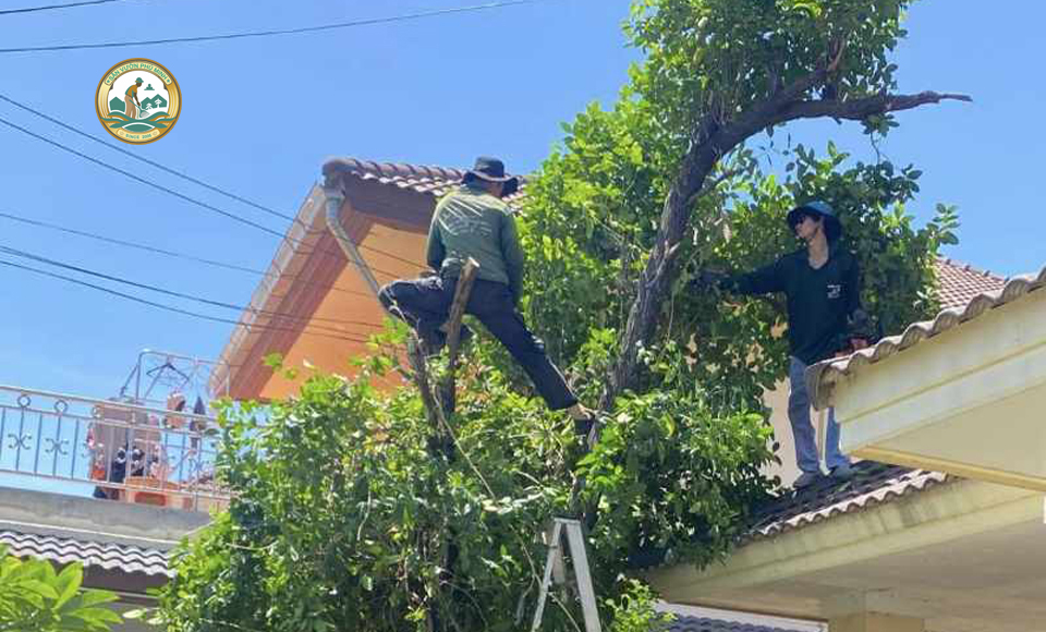 cắt tỉa cây xanh tại Hà Nội