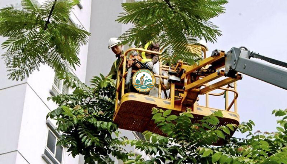 cắt tỉa cây xanh tại từ liêm