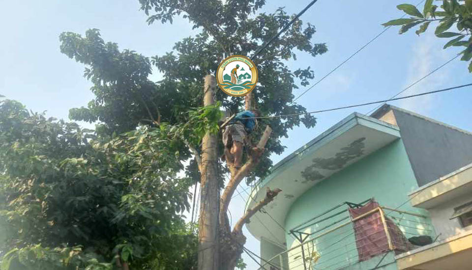 cắt tỉa cây xanh trước sân nhà