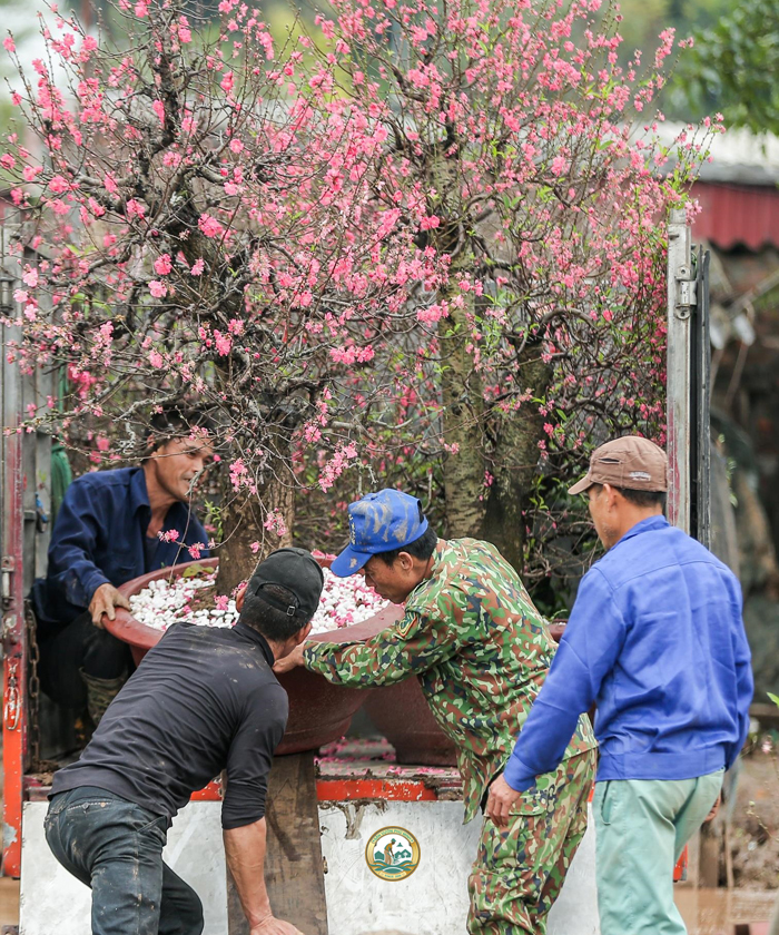 chăm đào sau tết tại hà nội