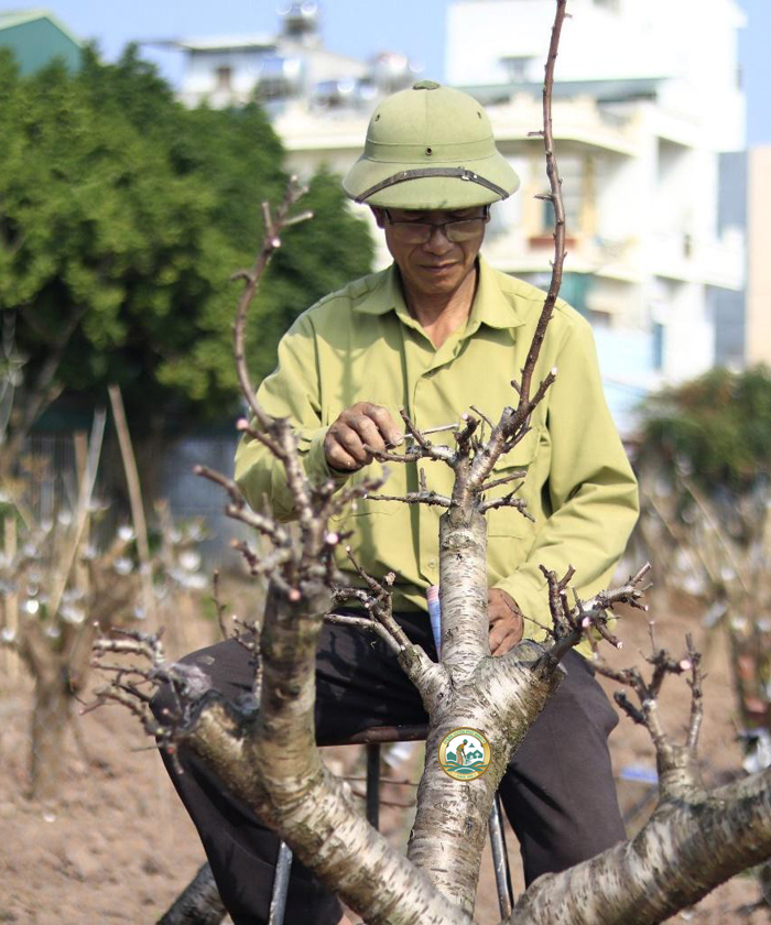 chăm sóc đào hà nội sau tết