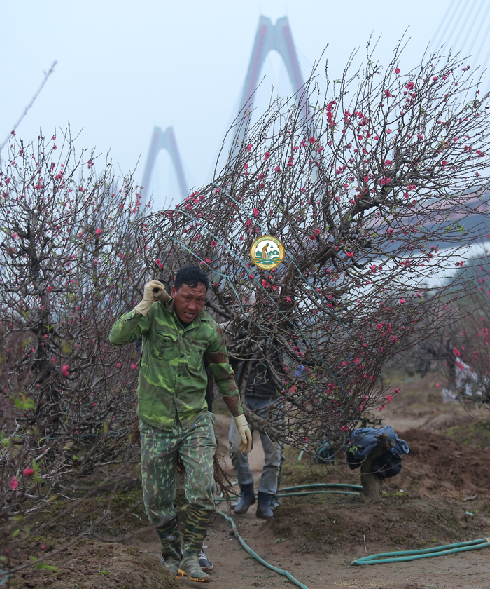 chăm sóc cây sau tết tại Hà Nội